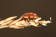 Harmonia quadripunctata