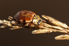 Harmonia quadripunctata