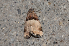 Cobubatha dividua