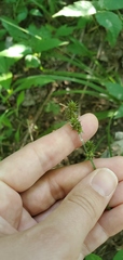 Carex cephalophora