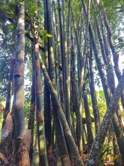 Bambusa oldhamii
