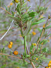 Lonicera subspicata subspicata