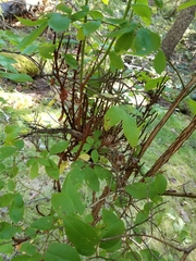 Calyptospora columnaris