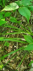 Carex cephalophora