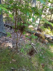 Calyptospora columnaris
