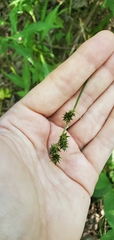 Carex cephalophora