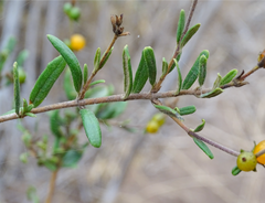 Lonicera subspicata subspicata