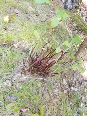 Calyptospora columnaris