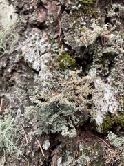 Sphaerophorus tuckermanii