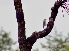 Melanerpes