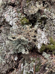 Sphaerophorus tuckermanii