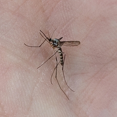 Aedes triseriatus