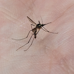 Aedes triseriatus