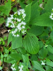 Ageratina altissima