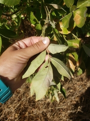 Fraxinus dipetala