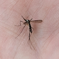 Aedes triseriatus