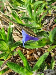 Glandora prostrata