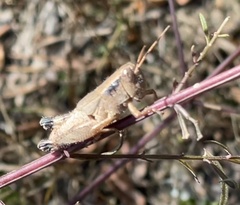 Melanoplus scudderi