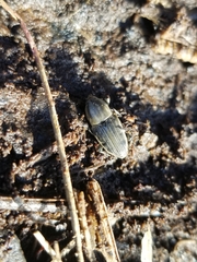 Sphenophorus aequalis