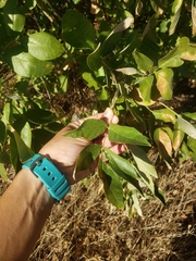 Fraxinus dipetala