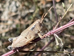 Melanoplus scudderi