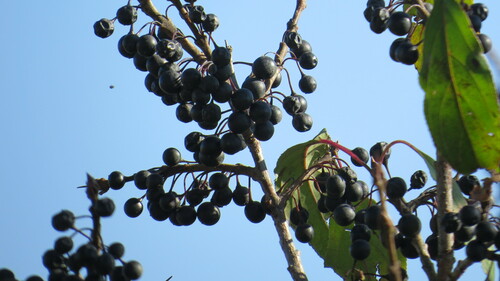 Image of Rhamnus davurica by (c) Marilynn Miller, some rights reserved (CC BY)