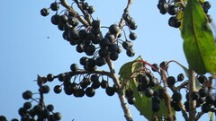 Rhamnus davurica