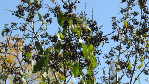 Image of Rhamnus davurica by (c) Marilynn Miller, some rights reserved (CC BY)