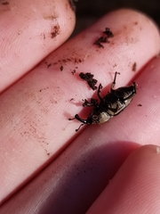 Sphenophorus aequalis