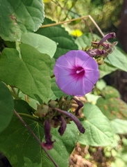 Ipomoea