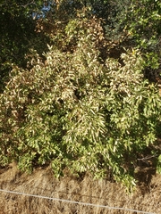 Fraxinus dipetala
