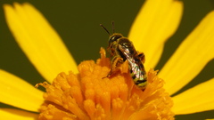 Cockerellia
