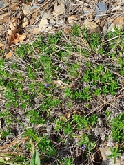 Glandora prostrata
