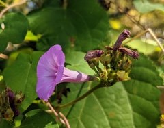 Ipomoea