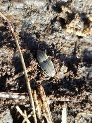 Sphenophorus aequalis