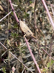 Melanoplus scudderi