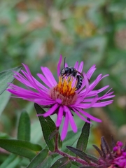 Lasioglossum coriaceum