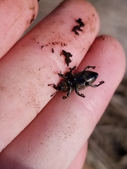 Sphenophorus aequalis