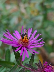 Lasioglossum coriaceum