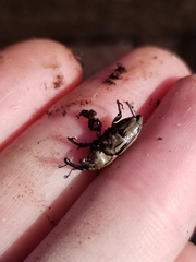 Sphenophorus aequalis