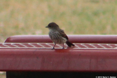 Pyrocephalus rubinus