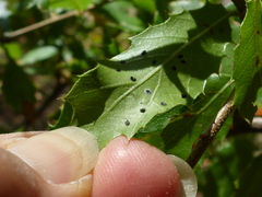 Tetraleurodes perileuca