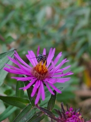 Lasioglossum coriaceum