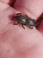 Sphenophorus aequalis