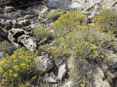 Ericameria nauseosa bernardina