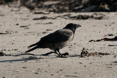 Corvus cornix × corone