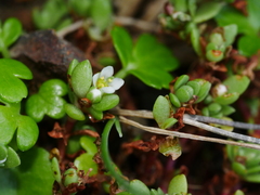 Crassula moschata