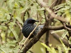 Melanotis caerulescens