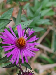 Lasioglossum coriaceum