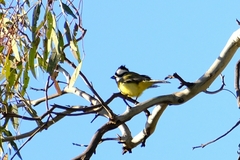 Falcunculus frontatus